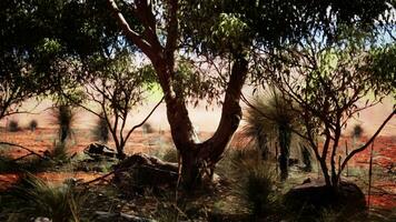 een pittoreske landschap met majestueus bomen en robuust rotsen foto