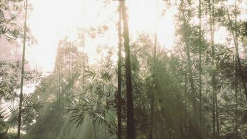 zonlicht filteren door een dicht bamboe Woud foto