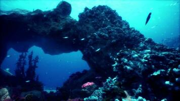 een onderwater- koraal rif krioelt met kleurrijk vis foto