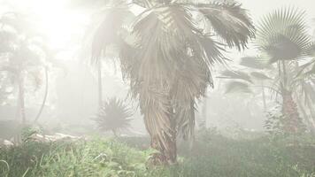 een palm boom in de midden- van een mistig Woud foto