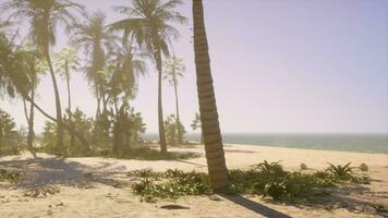 een zanderig strand met palm bomen en de oceaan in de achtergrond foto