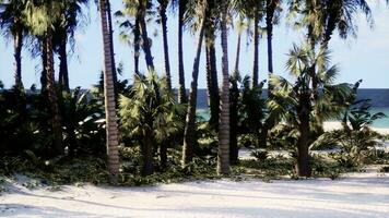 een tropisch strand met palm bomen en turkoois oceaan golven foto