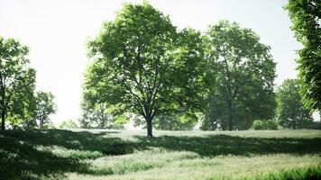 een mooi veld- met majestueus bomen in de achtergrond foto