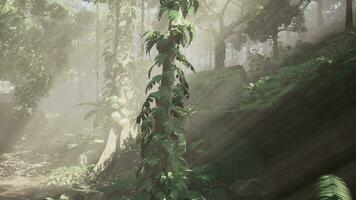 binnen een regenwoud gedekt in helder groen mos foto