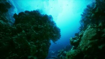 een onderwater- visie van een koraal rif met veel van vis foto