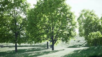 een sereen landschap met bomen in een mooi groen veld- foto