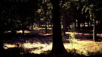 zon stralen streaming door de weelderig Woud bomen foto