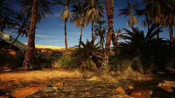 palm bomen en rotsen in de woestijn Bij nacht foto