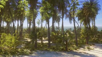 een tropisch paradijs strand met palm bomen en kristal Doorzichtig wateren foto