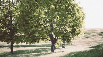 twee bomen staand hoog in een weelderig groen veld- foto