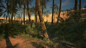 een toneel- woestijn landschap met palm bomen en zand duinen foto