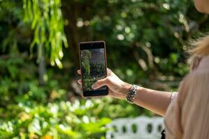 vrouw hand- Holding een mobiel telefoon nemen afbeeldingen van een botanisch tuin foto