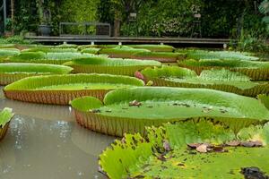 licht groen groot lotus blad Waterlelie in vijver Bij park met daglicht. foto