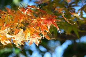 herfst bladeren veranderen kleur foto