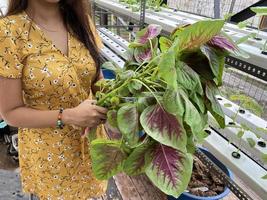 een persoon die vers gekweekte Chinese spinazie-amarant vasthoudt met behulp van hydrocultuursysteem marant met hydrocultuursysteem foto