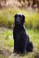 zwarte retriever zit in hoog gras in de herfst foto