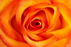 achtergrond van verse oranje roos foto