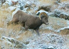 colorado rotsachtige berg dikhoornschaap ram foto