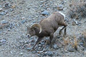 Colorado rotsachtig berg grote hoorn schapen. grote hoorn RAM beklimming naar beneden een steil heuvel. foto