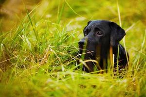 zwarte labrador verstopt in het gras foto