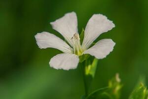 wit vlas bloem. een bloem in focus Aan een wazig groen achtergrond. foto