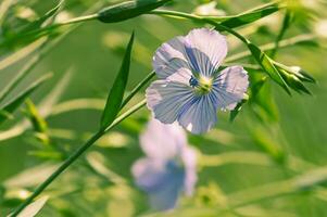 blauw vlas bloemen Aan een zonnig dag. vlas bloem en groen bladeren. foto