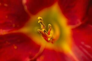 detailopname macro foto van rood en geel lelie. bloemblaadjes en meeldraden van een bloem.