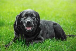 de hond is een zwart labrador retriever ras. huisdier, dier. hond Aan de gras. foto