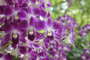 Purper orchidee bloeiend en vervagen zacht schoonheid natuur in Thailand tuin foto