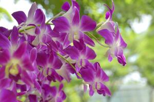 Purper orchidee bloeiend en vervagen zacht schoonheid natuur in Thailand tuin foto