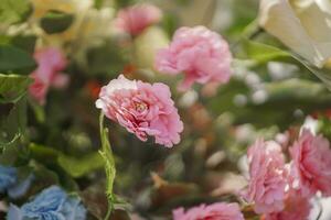 geopend roze roos knop Aan de struik. omringd door andere rozen foto