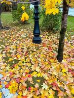 kleurrijk herfst bladeren Aan de grond in een park foto
