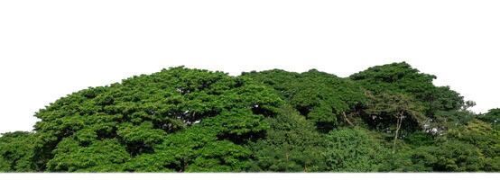 een groep van rijk groen bomen hoog resolutie Aan wit achtergrond. foto