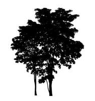 boom silhouet voor borstel Aan wit achtergrond. foto