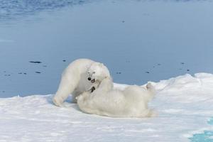 twee jonge wilde ijsbeerwelpen spelen op pakijs in de arctische zee, ten noorden van svalbard foto