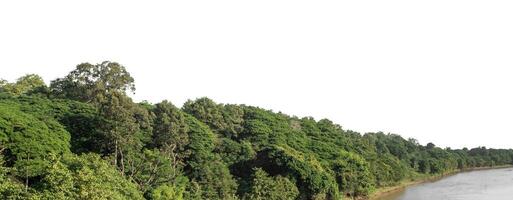 een groep van rijk groen bomen hoog resolutie Aan wit achtergrond. foto
