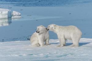 twee jonge wilde ijsbeerwelpen spelen op pakijs in de arctische zee, ten noorden van svalbard foto