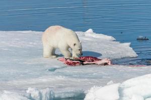 twee wilde ijsberen die gedode zeehonden eten op het pakijs ten noorden van het eiland Spitsbergen, Spitsbergen foto