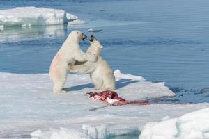 twee wilde ijsberen die gedode zeehonden eten op het pakijs ten noorden van het eiland Spitsbergen, Spitsbergen foto