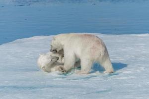 twee jonge wilde ijsbeerwelpen spelen op pakijs in de arctische zee, ten noorden van svalbard foto