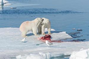 twee jonge wilde ijsbeerwelpen spelen op pakijs in de arctische zee, ten noorden van svalbard foto