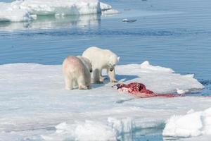 twee wilde ijsberen die gedode zeehonden eten op het pakijs ten noorden van het eiland Spitsbergen, Spitsbergen foto