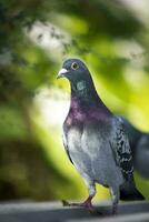 portret van homing duif vogel in groen park foto