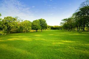 groen milieu van openbaar park in stad foto