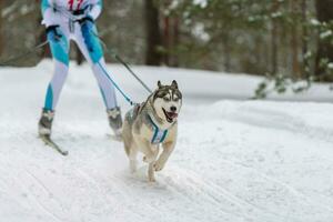 husky sledehonden team in harnas rennen en trekken hondenchauffeur. sledehondenraces. wintersport kampioenschap competitie. foto