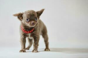 schattige chihuahua hond puppy. grappige kleine korthaar hond. voorbereiding voor een hondenshow foto