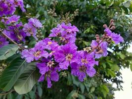 mooi Purper krip mirte bloei Aan de eiland van lombok, Indonesië foto