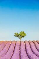 panoramisch zonnig lavendel veld- zomer landschap in de buurt valensole Provence, Frankrijk. verbijsterend natuur landschap met lavendel veld- onder blauw bewolkt lucht. Purper bloemen, idyllisch ontspannende natuurlijk toneel- foto