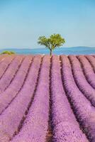panoramisch zonnig lavendel veld- zomer landschap in de buurt valensole Provence, Frankrijk. verbijsterend natuur landschap met lavendel veld- onder blauw bewolkt lucht. Purper bloemen, idyllisch ontspannende natuurlijk toneel- foto