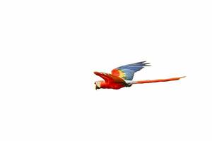 een rood en geel papegaai vliegend in de lucht foto